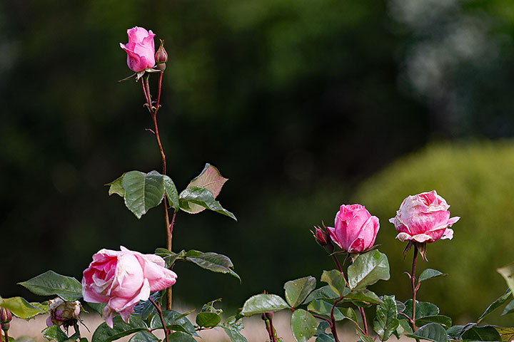 260514n6817-b.jpg