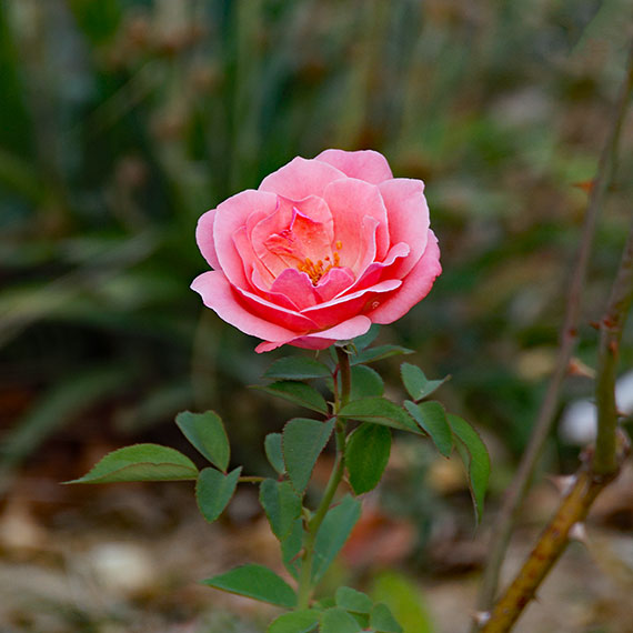 260725n7036-b.jpg