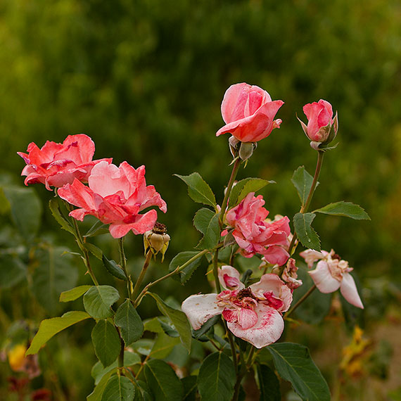 260809m7651-b.jpg